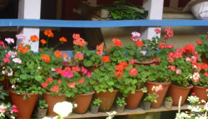 A row of geraniums